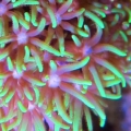 Star Polyps
