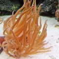 anemone1