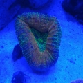 Lobophyllia Aussie