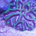 Platygyra with Nuclear Paly