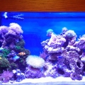 90 Gal Grand Opening  Day 6