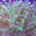 Frogspawn