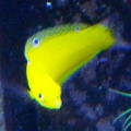 Yellow Coris Wrasse