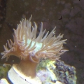 duncan frag growing quickly