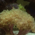 Frog spawn