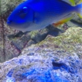 MY NEW TRIGGER FISH