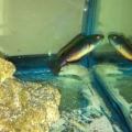 cirrhilabrus scottorum