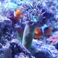 clowns