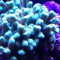 Birdsnest
