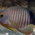 Centropyge eibli