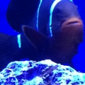 Marlin's older brother