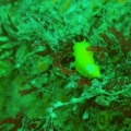 16025