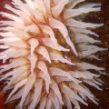 16056