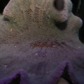 16098