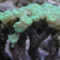 Trumpet Coral   (Caulastrea curvata
