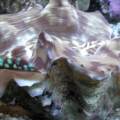 Clam