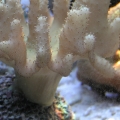 Devil's Hand Leather Coral   (Lobophytum sp.)