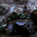 Clam