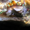 16109