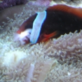 Clown hosting Shroon