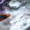 Clown hosting Shroon