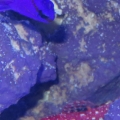 Ruby Red Dragonet