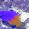 Royal Gramma Basslet