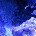 Sexy Shrimp