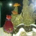 Anthias