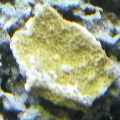 Green Monti