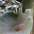 Clown Hosting Anemone
