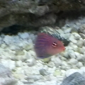 Six-line wrasse