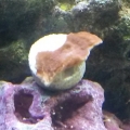 Red Monti