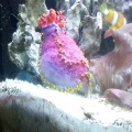 Sea Apple