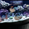 Oceanic 90g BF DT