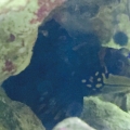 Mandarin Goby