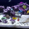 Reef Savvy 100g