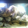 My New Tank