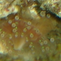 Close Up - Anemone??