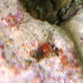 Small Anemone 4