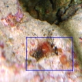 Small Anemone 4 - Edit