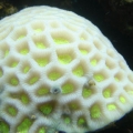 Moon Coral, Bleaching