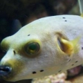 Dog Face Puffer