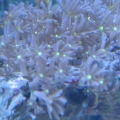 Daisy coral?