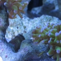 Frogspawn.