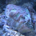 Brain frag.