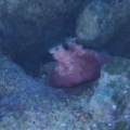 Finger leather frag.