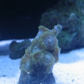 Green polyps!