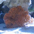 Beehive Sponge.