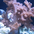 Colt coral